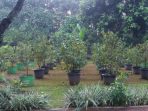 Hobi Berkebun dan Mau Bibit Gratis dari Pemprov DKI?, Ini Syaratnya