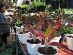 Pesona Kecantikan Bunga Aglaonema, Kolektor Pecinta Tanaman Dibuat Kepincut