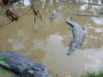 Beredar Pesan, 43 Buaya dari Penangkaran di Bogor Lepas Hingga Sungai Cisadane