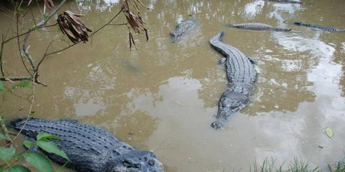 Beredar Pesan, 43 Buaya dari Penangkaran di Bogor Lepas Hingga Sungai Cisadane