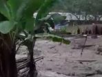 Merinding! Beredar Video Banjir Bandang di Kawasan Puncak Bogor