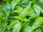 Manfaat Daun Sambiloto Sebagai Suplemen Pengobatan Covid 19