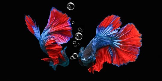 Duduki Google Trend Selama Tahun 2020, Pencarian Kata Kunci Ini Melonjak Drastis ? 1 7 jenis ikan cupang yang ada di indonesia cocok untuk dipelihara