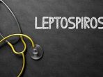 Ini Gejala-gejala Penyakit leptospirosis dan Cara Pengobatannya