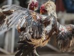 Polisi Grebek Kontes Sabung Ayam di Tangerang