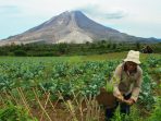 Para Petani Sulsel Berharap Pemerintah Lakukan Penyerapan Maksimal Panen Tahun Ini