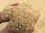 Harga Gabah Merosot, Mendag: Bukan Karena Isu Beras Impor