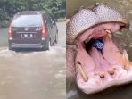 Melalui IG, Pengunjung Yang Melempar Sampah Ke Kuda Nil Akhirnya Minta Maaf