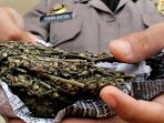 Polisi Berhasil Bongkar Pabrik Ganja Gorila Di Kembangan JakBar