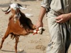 7 Ekor Kambing Dicuri, Pelaku Sisakan Jeroan di Kandang