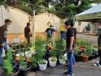 Rumah penanaman Ganja Digerebek Polisi