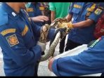 Warga Gempar dengan Penemuan Ular Sanca di Pinggir Jalan
