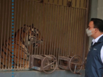 Fakta 2 Harimau Sumatera Positiv Covid-19 ‘Isoman’ di Ragunan