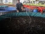 Pemprov DKI Dorong Warga Kembangkan Perikanan Sistem Bioflok