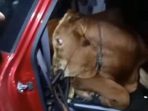 Anak dan Ayah Kompak, Curi Sapi Pakai Mobil Pribadi