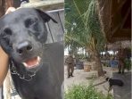 Anjing Peliharaan Mati, Diduga di Siksa Satpol PP