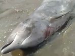 Lumba-lumba Ukuran 5 Meter Terdampar di Pantai Lopana Minsel