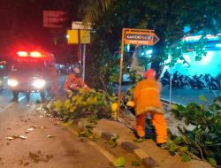 2 Pohon Tumbang Akibat Angin Kencang Berhembus di Kota Tangerang