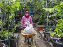 Atap Masjid Al Ihrom di Kalideres Disulap Menjadi Perkebunan Buah dan Sayur