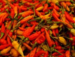 Harga Pangan di Jakarta Hari Ini, Cabai Rawit Merah Tembus Rp 84.377 Per Kg