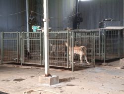 Shelter Anjing di Meruya Utara Digerebek Satpol PP Lantaran Tidak Punya Izin
