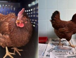 Duhhh, Ayam ini Ditangkap Gara-Gara Terobos Zona Keamanan Pentagon