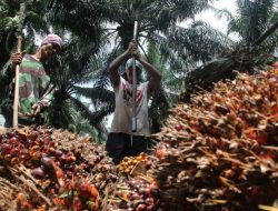 Ini 5 Negara Produsen Minyak Sawit Terbesar di Dunia