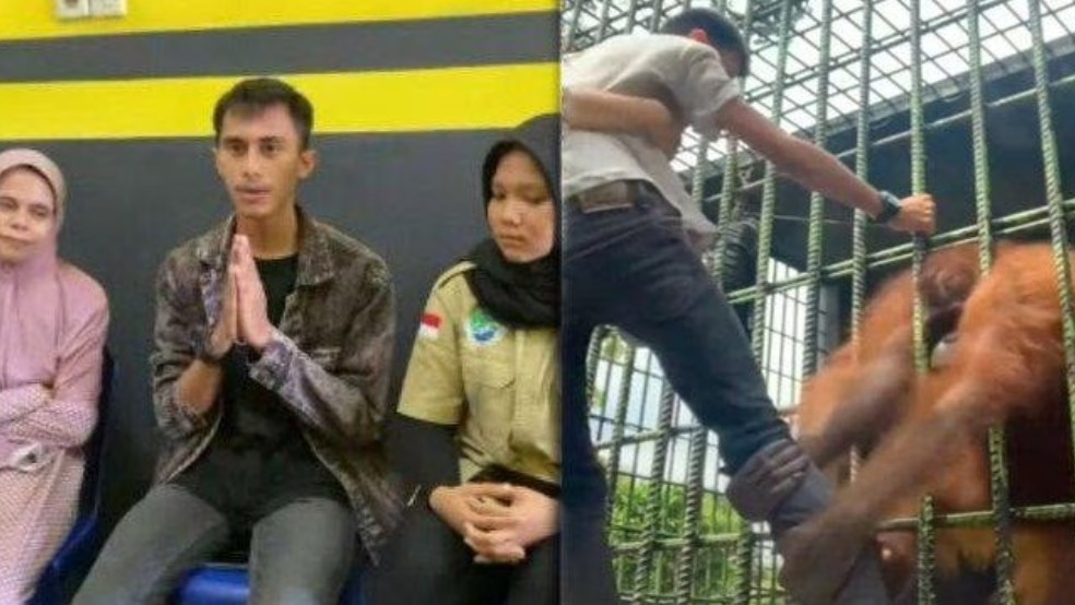 Kaki Pengunjung Kebon Binatang Ditarik Orang Utan 1 IMG 20220608 122835