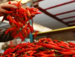 Harga Cabai di Pasar Meruya Utara Capai 120.000 Per Kilogram