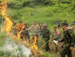 Semarak Kemerdekaan, BNN RI Musnahkan Ladang Ganja di Mandailing Natal