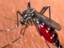Kacau! Kasus DBD di Tangsel Terus Meningkat