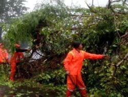 Pohon Tumbang di Kebon Jeruk Akibat Hujan dan Angin Besar
