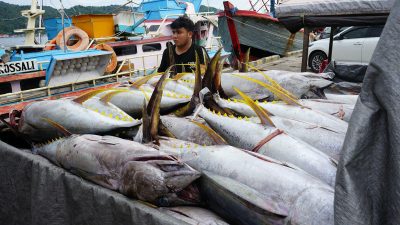 Sistem Pascaproduksi PIT Tingkatkan PNBP SDA Perikanan 30% di 2024