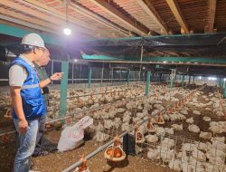 Tarif Listrik TW I 2025 Tetap, PLN Pastikan Keandalan Listrik bagi Masyarakat Jadi Prioritas