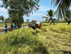 Kabar Baik Bagi Petani Padi, Pemerintah Keluarkan Aturan Baru Terkait HPP