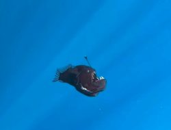Penampakan Langka, Ikan Anglerfish Tertangkap Kamera Peneliti Hiu di Perairan Tenerife