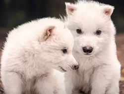 Ilmuwan Berhasil Hidupkan Kembali Tiga Anak Serigala Purba atau Dire Wolf yang Punah 12.500 Tahun Lalu