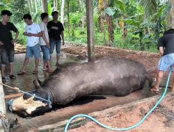 Sapi Kurban Seharga Rp 125 Juta Milik Presiden RI Meninggal, Diduga Keracunan