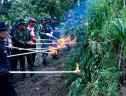 BNN Musnahkan 2 Hektare Ladang Ganja di Aceh