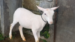 Beasiswa Domba: Inovasi Pemkab Wonosobo untuk Alihkan Perhatian Anak dari Ponsel 6 Screenshot 2025 10 23 120023