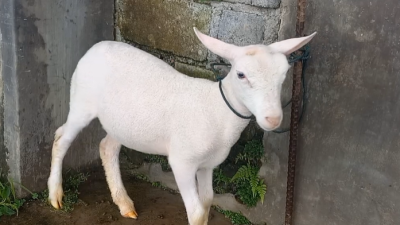 Beasiswa Domba: Inovasi Pemkab Wonosobo untuk Alihkan Perhatian Anak dari Ponsel 13 Screenshot 2025 10 23 120023