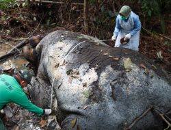Gakkum Kehutanan Panggil Direksi PT RAPP Terkait Kematian Gajah Sumatera di Areal Konsesi
