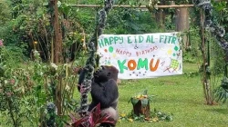 Pengelola Taman Margasatwa Ragunan rayakan ulang tahun gorila