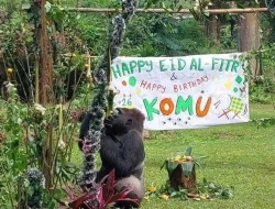 Komu, Gorila Jantan Kesayangan Ragunan, Genap Berusia 29 Tahun!