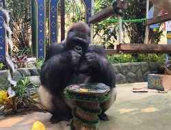 Perayaan Hari Kelahiran Gorila Dataran Rendah Kumbo & Kihi di Taman Margasatwa Ragunan