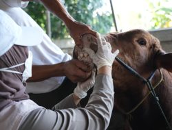 Periksa 18 Ribu Hewan Kurban di Jaksel, Jamin Kualitas dan Keamanan Sesuai Syariat