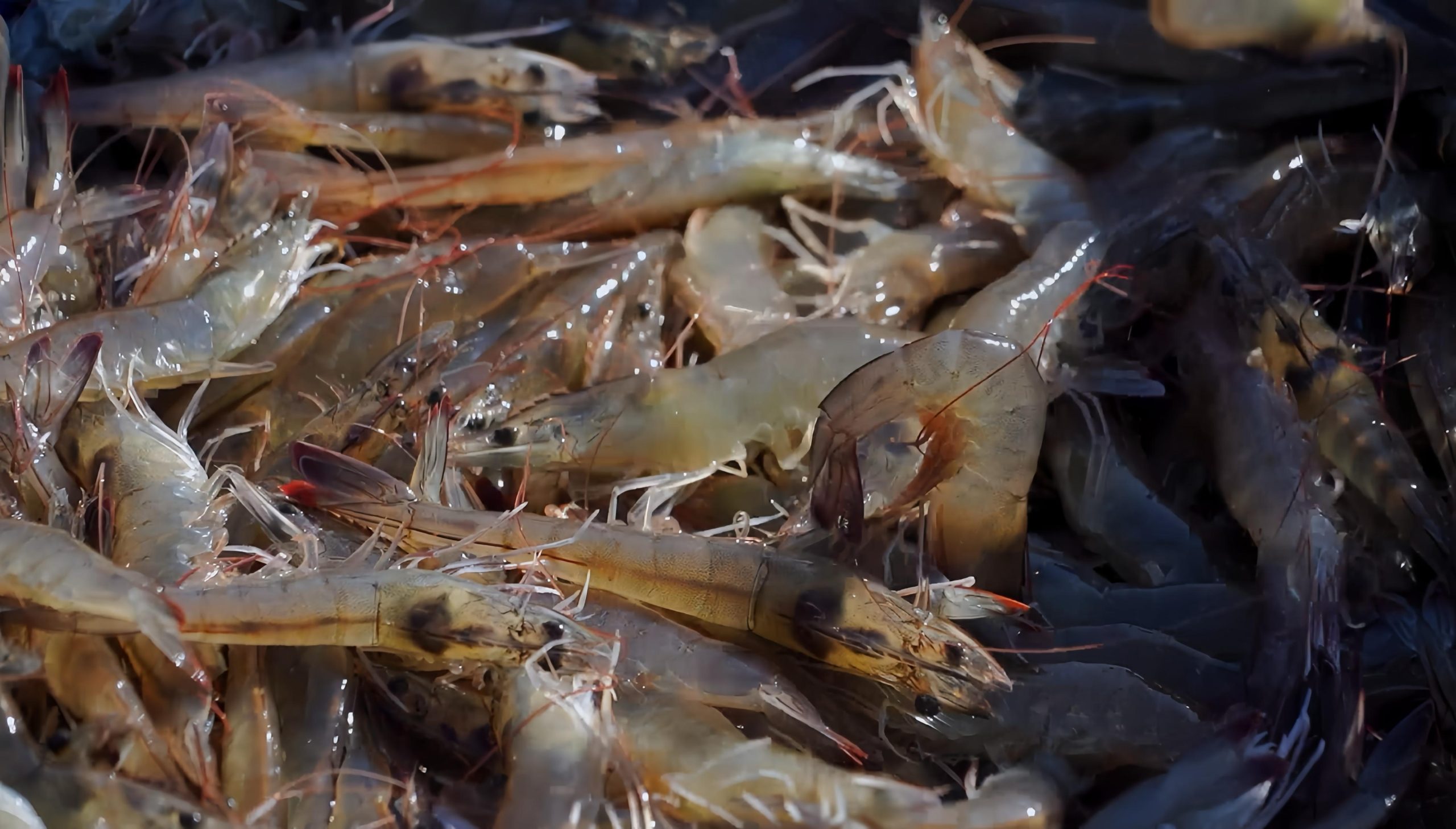 Presiden Prabowo Panen Raya Udang Vaname di BUBK Kebumen 2 IMG 20260523 WA0005 scaled