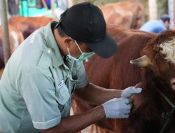 74 Ekor Sapi Kurban di Kemanggisan Raya Jalani Pemeriksaan Kesehatan Ketat