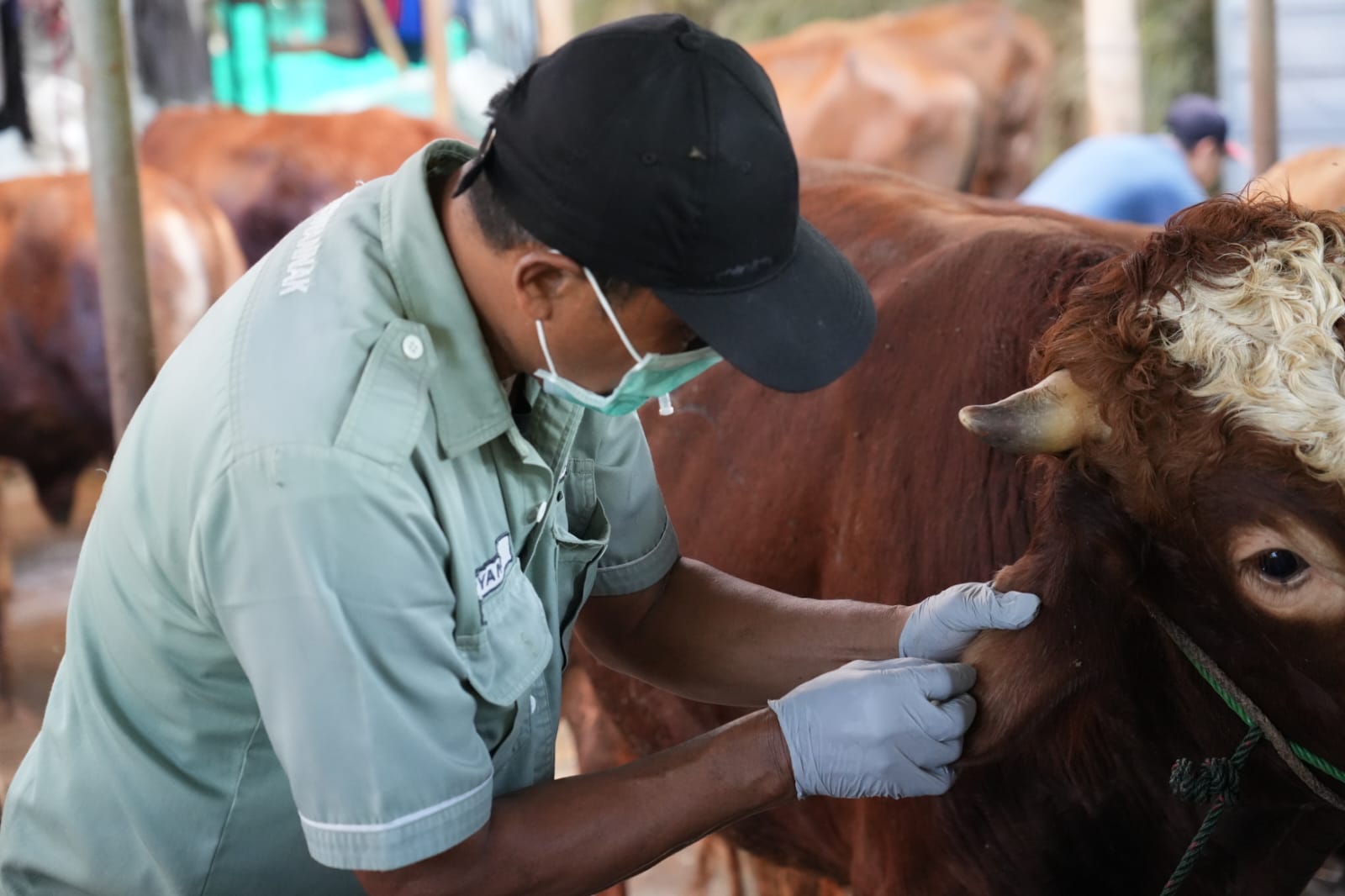 74 Ekor Sapi Kurban di Kemanggisan Raya Jalani Pemeriksaan Kesehatan Ketat 1 abffea826d2e48cecd26957ec9298ebd