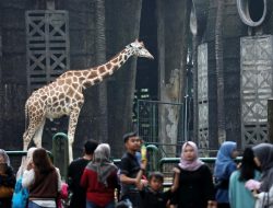 Ragunan Siap Meriahkan HUT ke-499 Jakarta dengan Beragam Kegiatan dan Akses Masuk Gratis